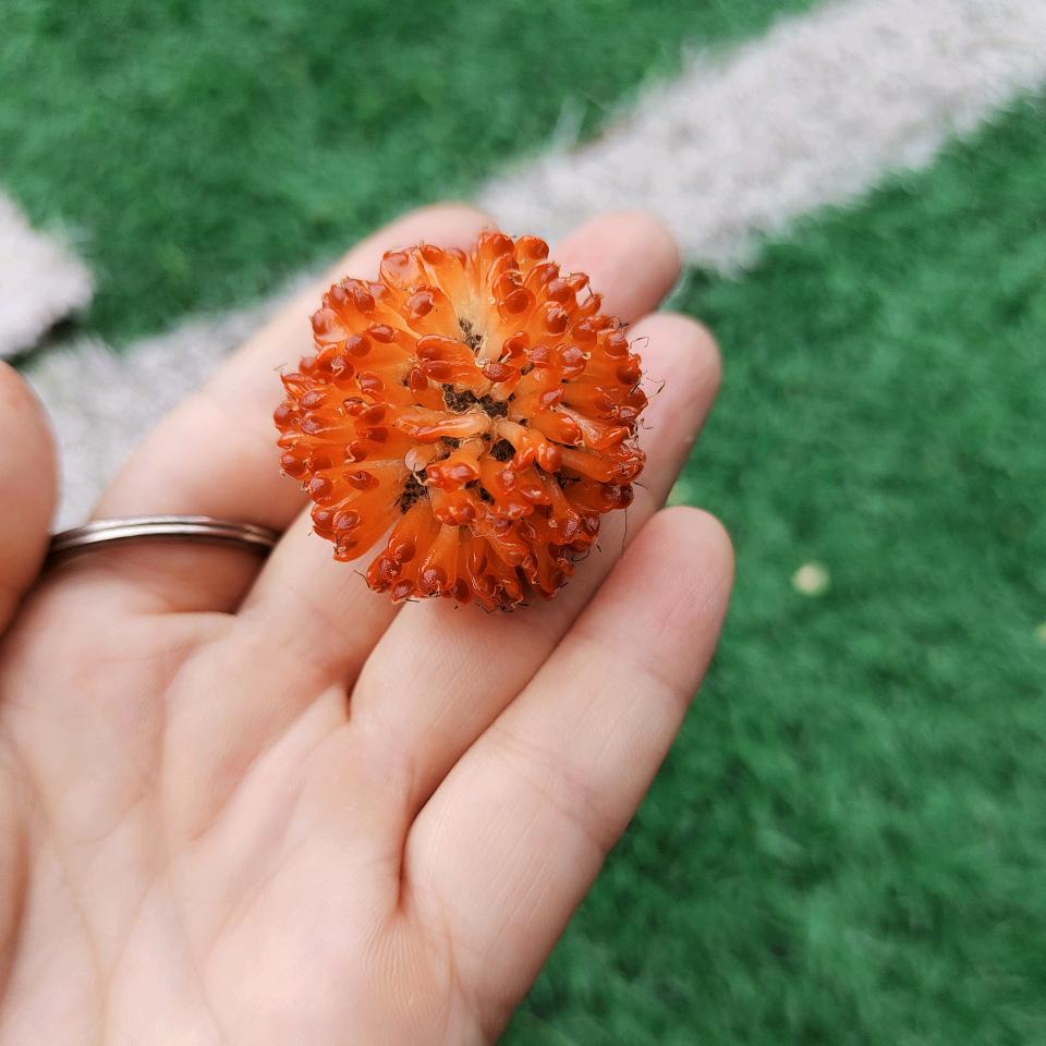 招財✔