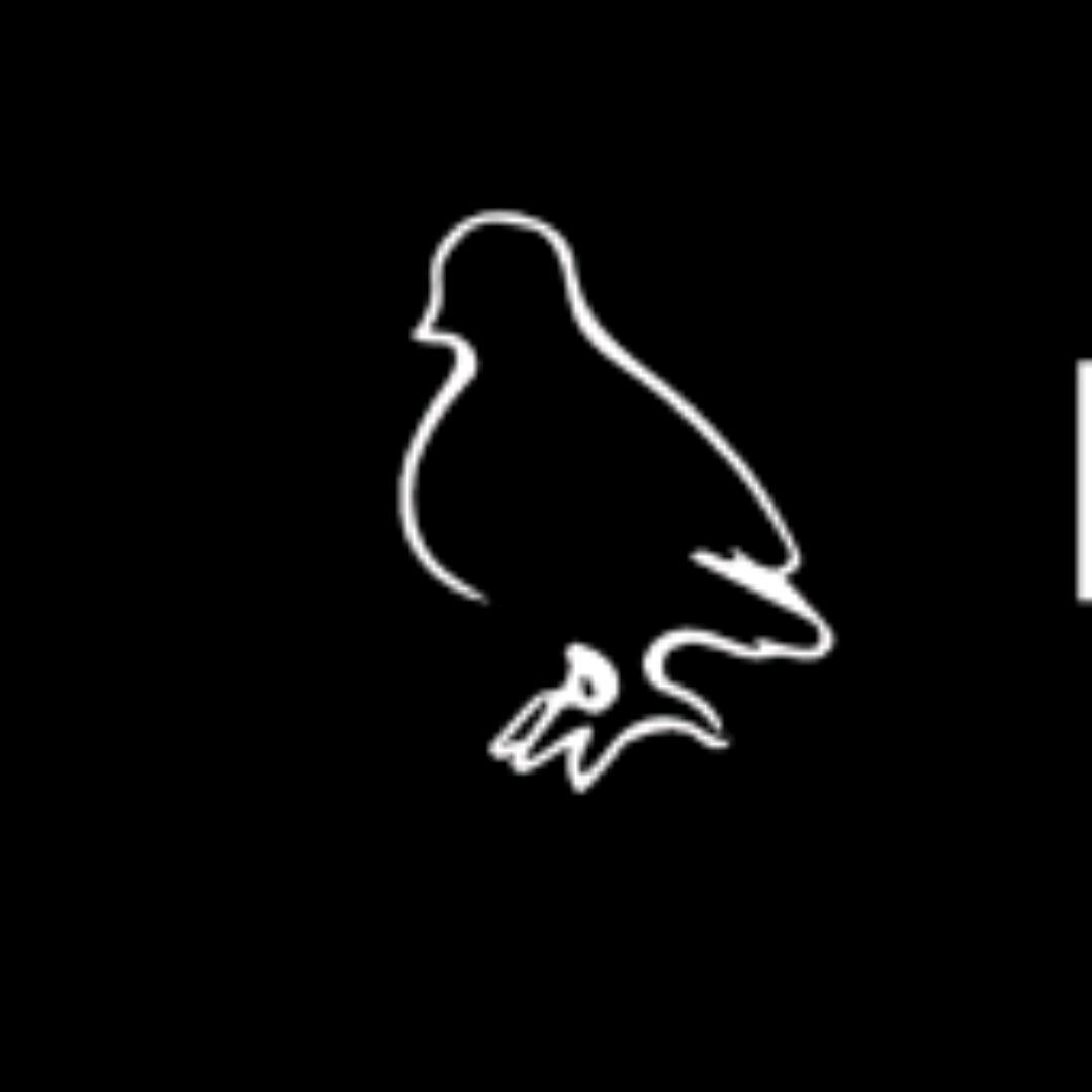 小鸽子（暗区突围）