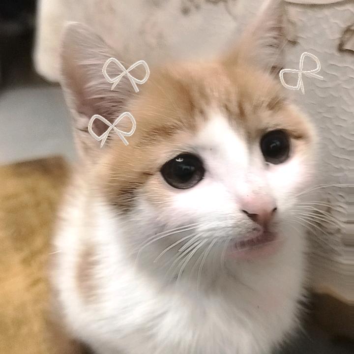 小猫咪∽