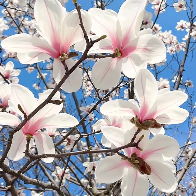 🍞快乐的小面包🍞