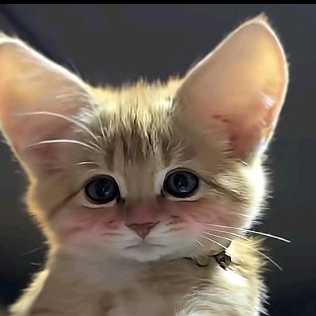 小胡哥歌