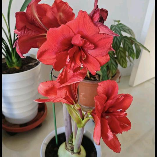 ꧁ℒℴѵℯ刻骨铭心¹³¹⁴꧂