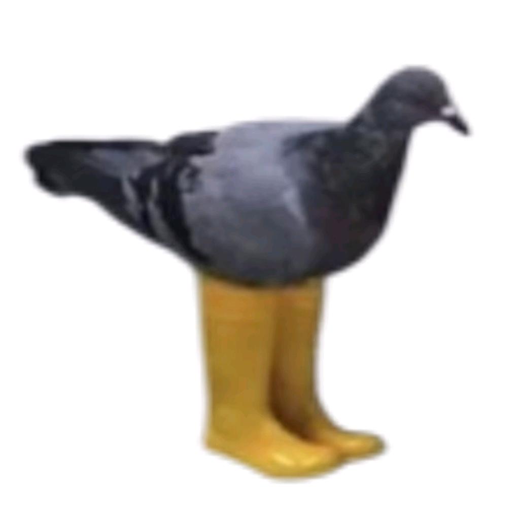 穿靴子的鸽🕊️