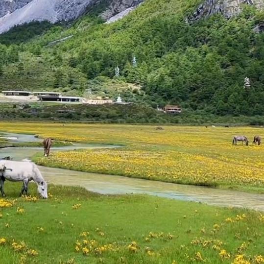 沐子特效（ai）