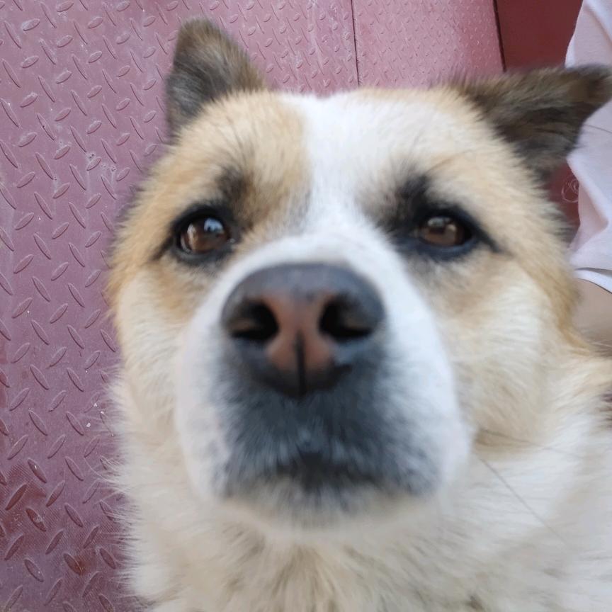 郑州中牟官渡5000寻狗