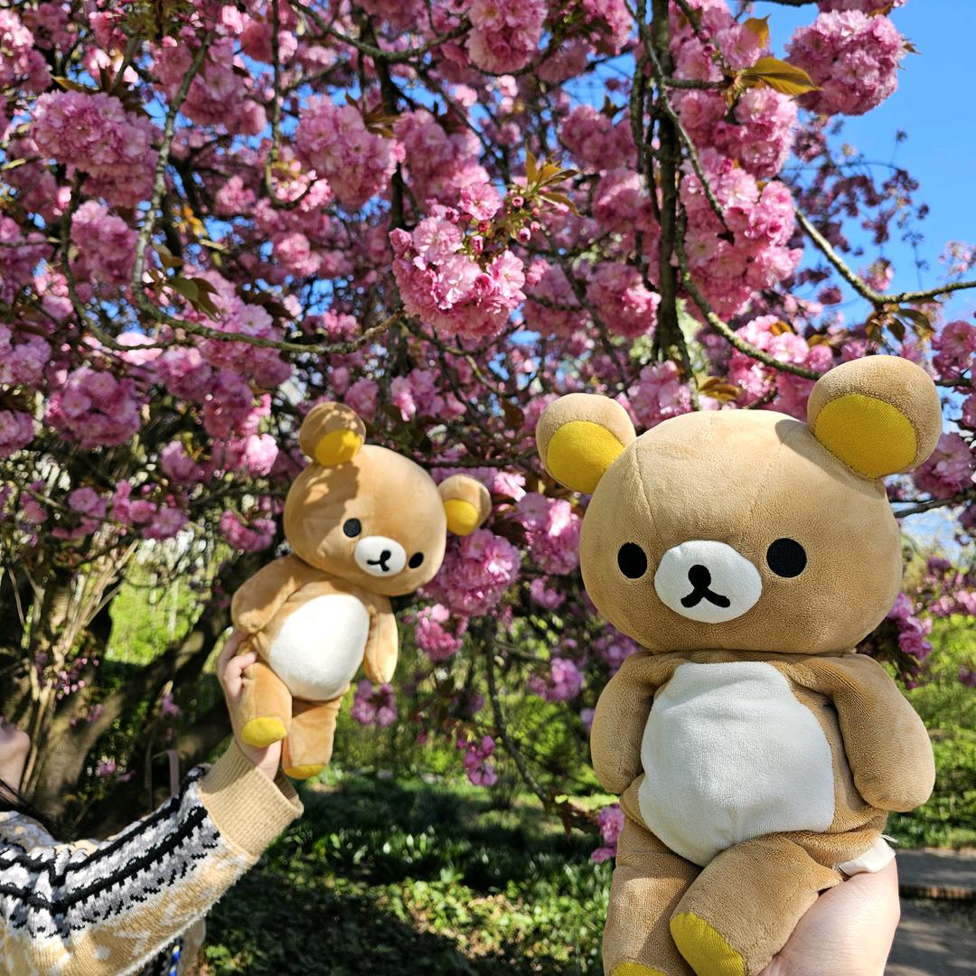 在德国留浪的momo