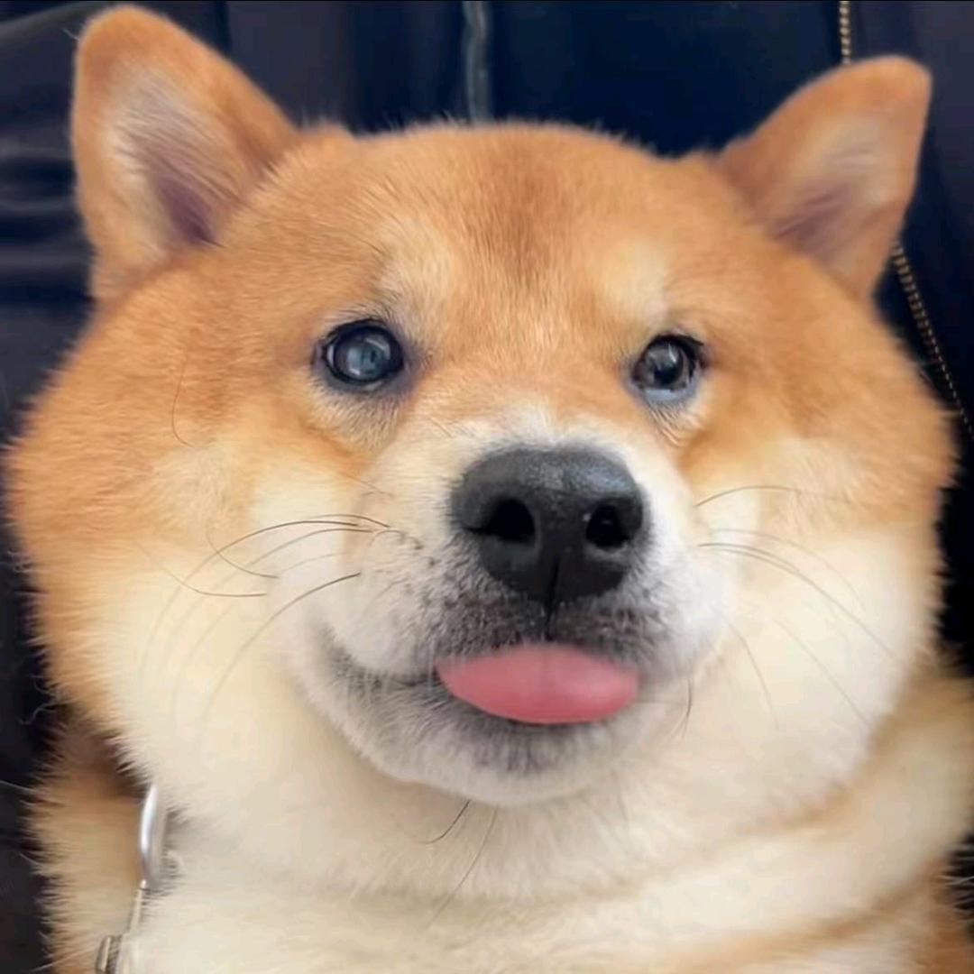 恭喜发柴🐶