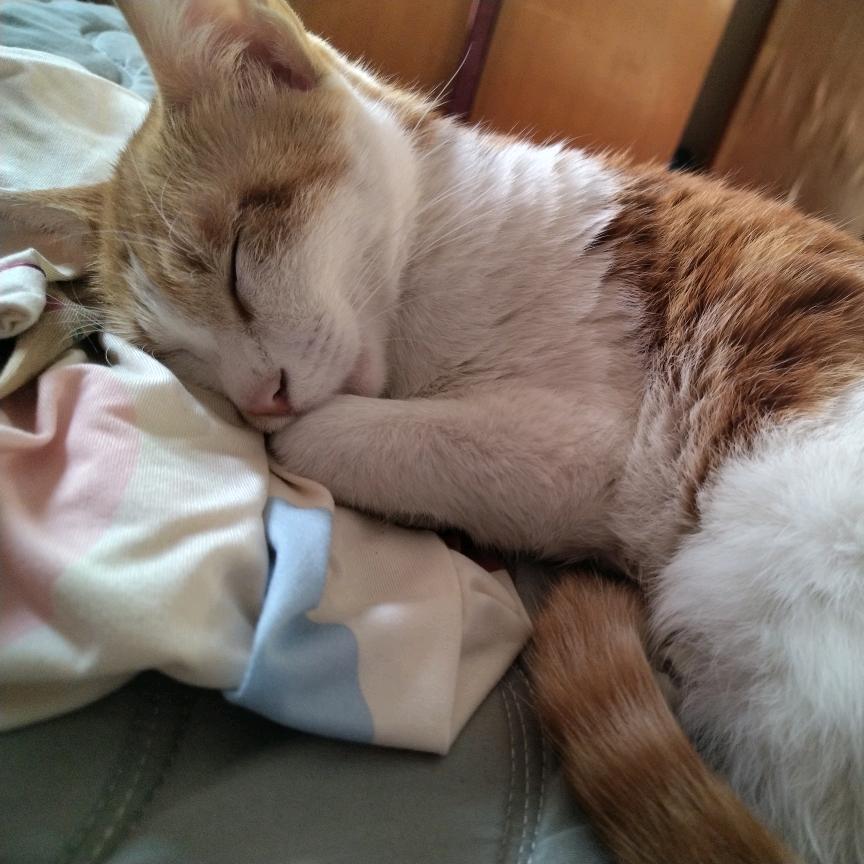 猫猫