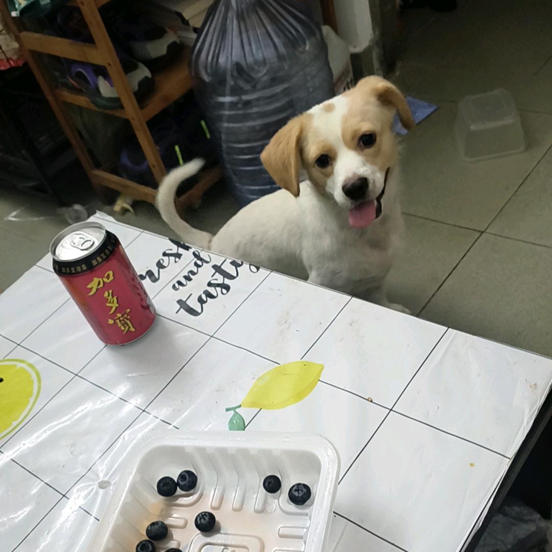 A链家~红姐