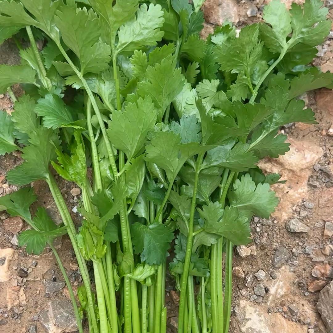 香菜