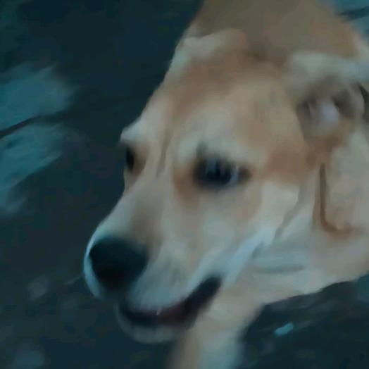 油条~