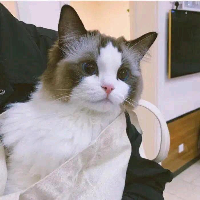 塔罗牌
