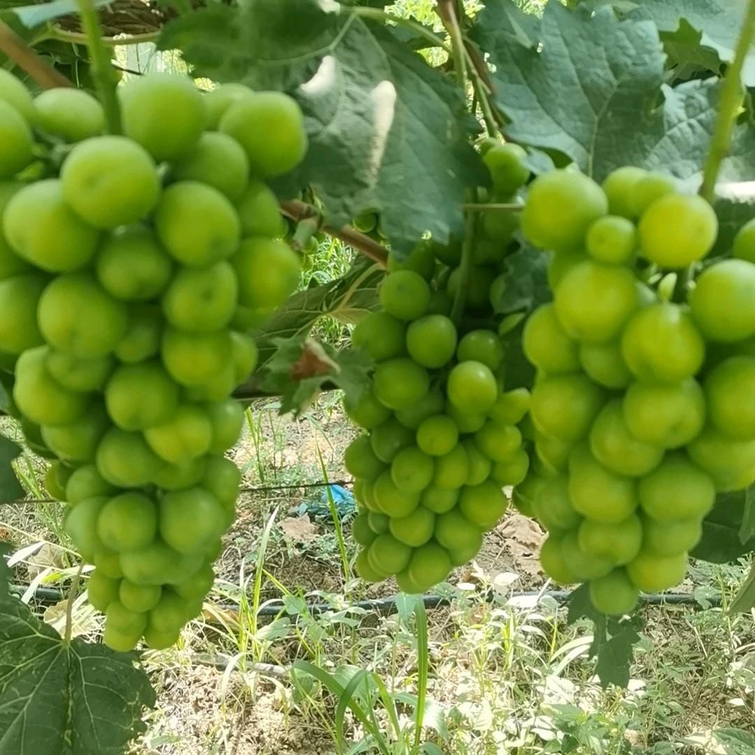 ℋღ᭄笑着🍒退场💞࿐