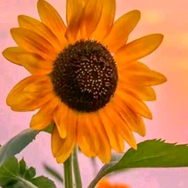 只求🌻父母🌻健康🌻