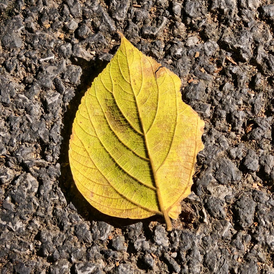 小君（圣体大成）
