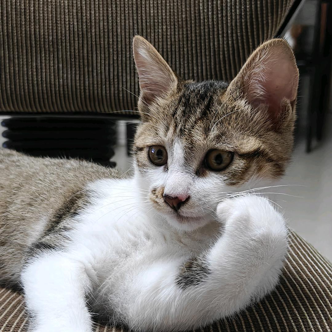 撒！开始实验吧