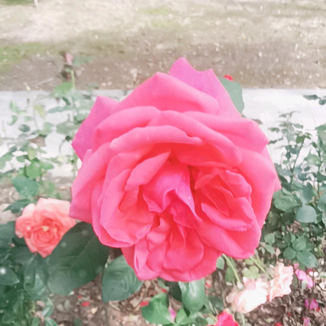 想着明天更美好