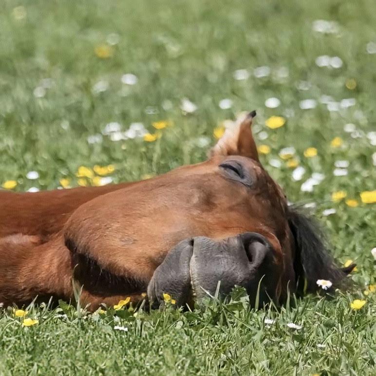 布日古德（burgud）