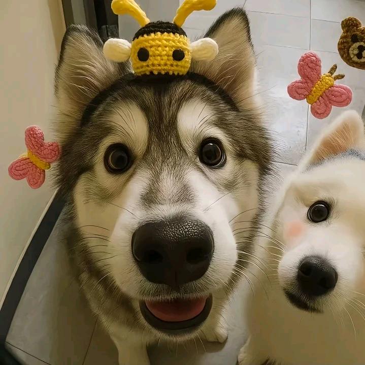 吾暮桐