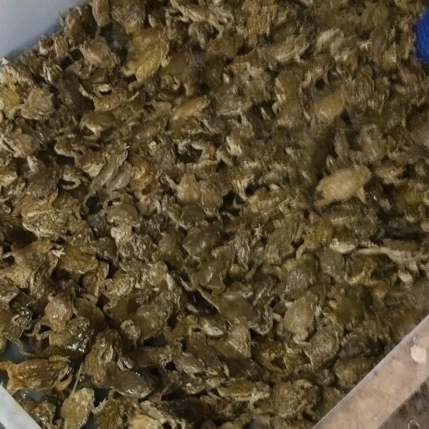 蟾蜍养殖示范基地