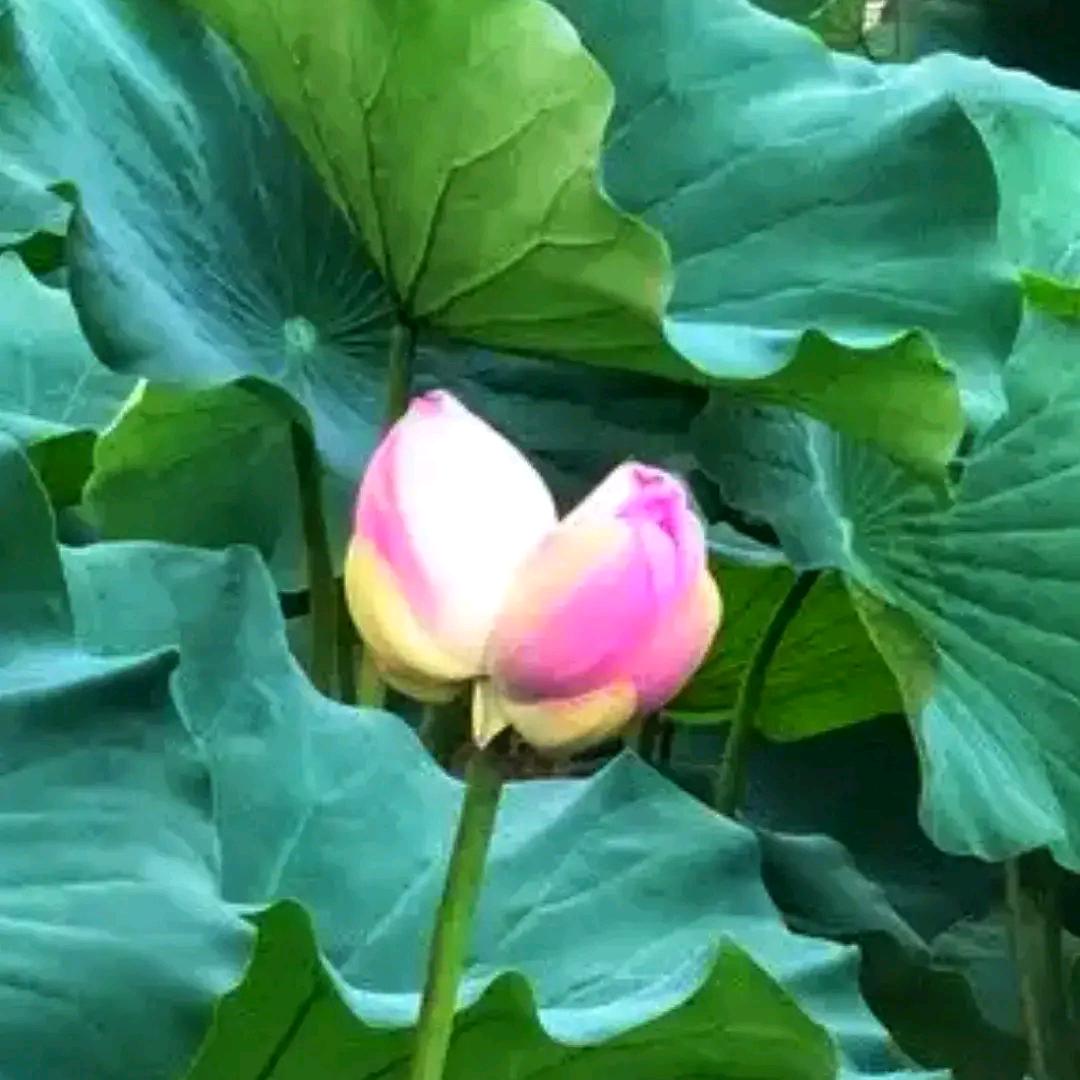 大海的力量♥好运5555