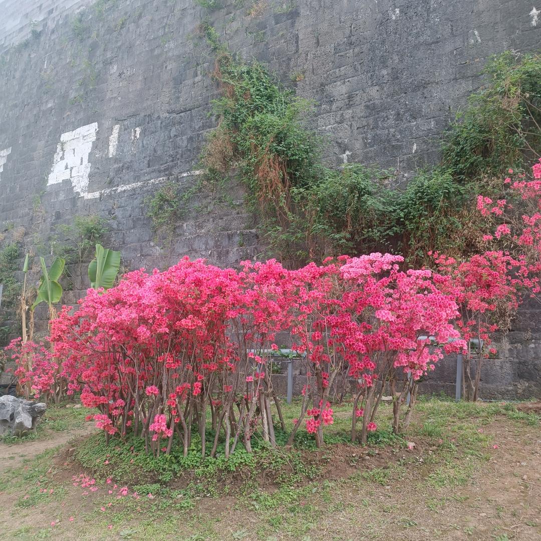 依依