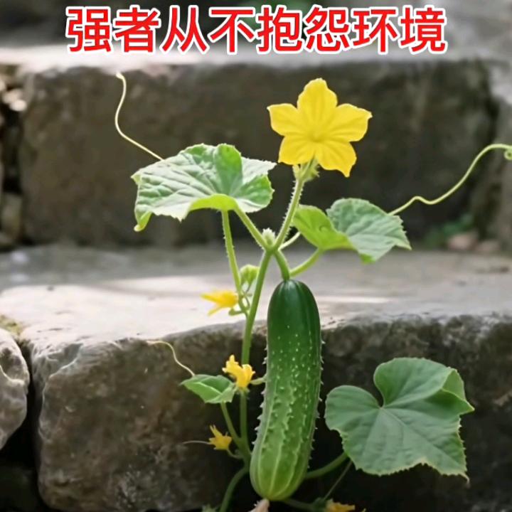 我的未来不是梦