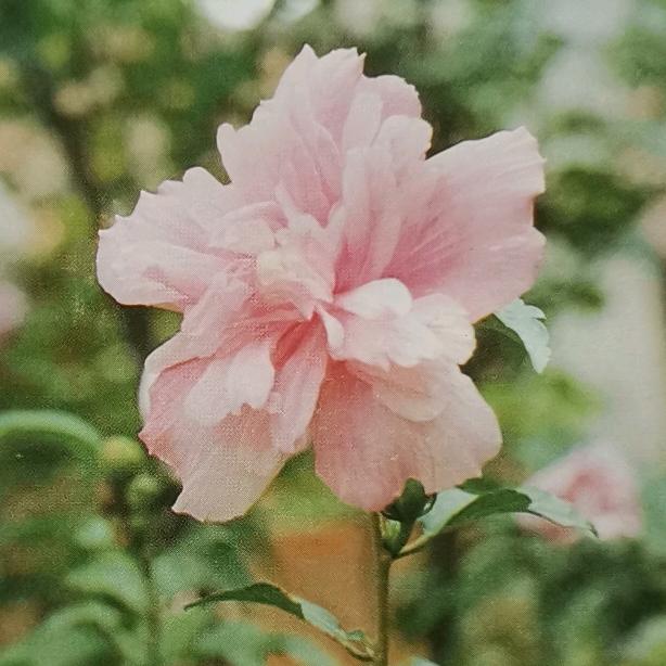 沐百草