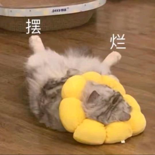 小康每天睡不醒_5114