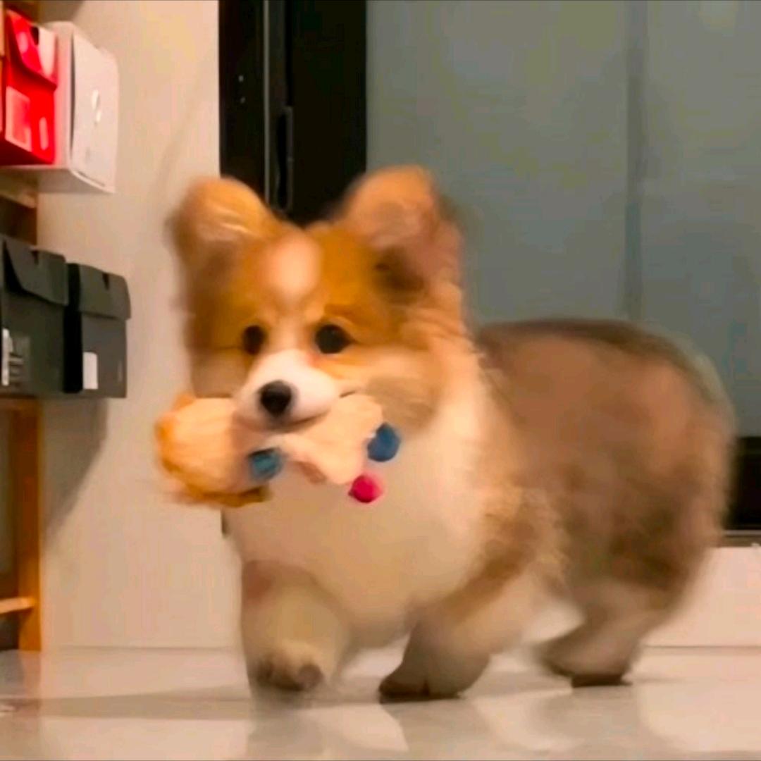 小狗大王
