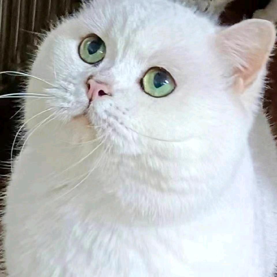 王多喵の猫CFA猫舍