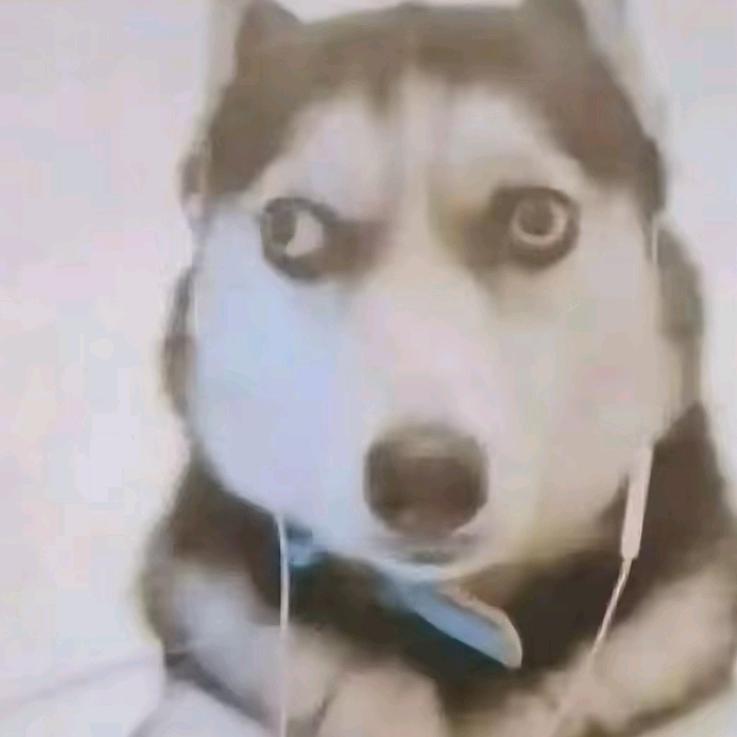 骚气的小胖墩头像