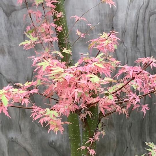 鑫鑫向荣之枫香花语