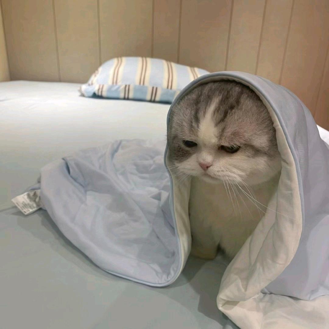 青井苇人