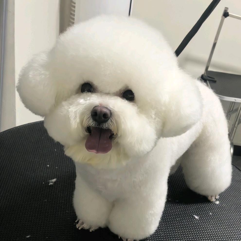 星语萌宠官方号