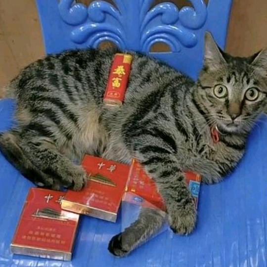 大猫猫🐱