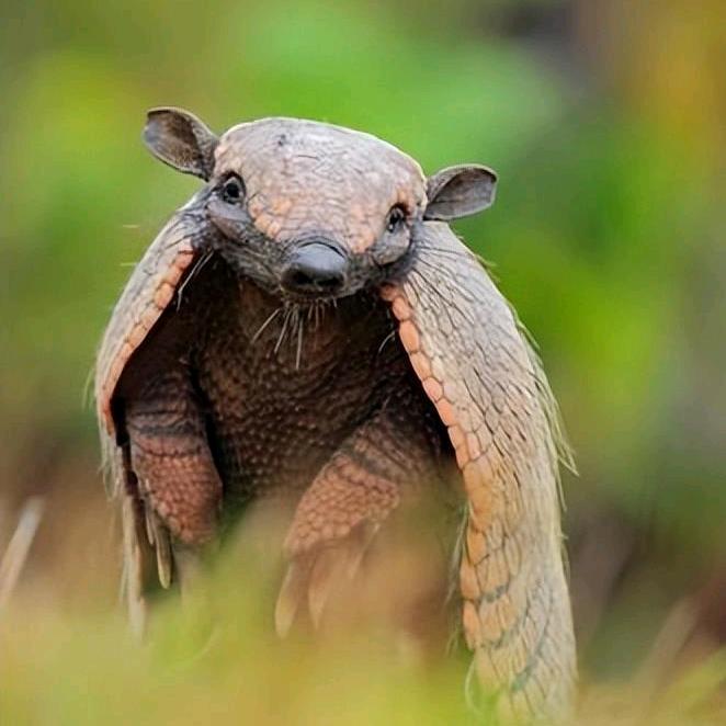 ARMADILLO