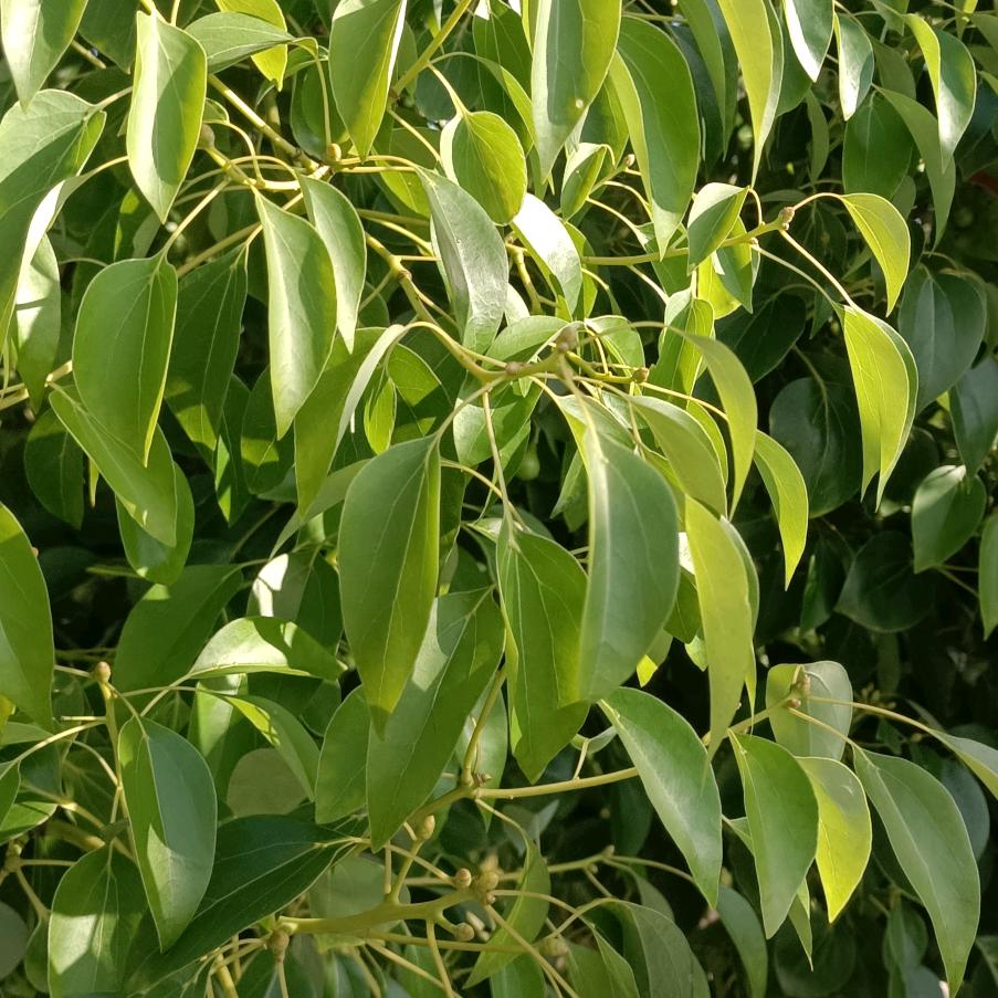 好人一生平安徐