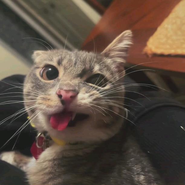 禾斗