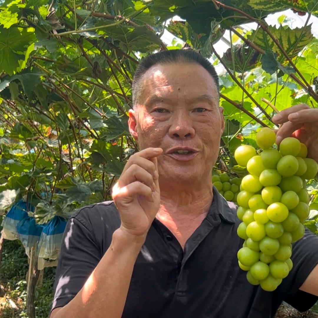 明星庭润葡萄园★老兵葡萄