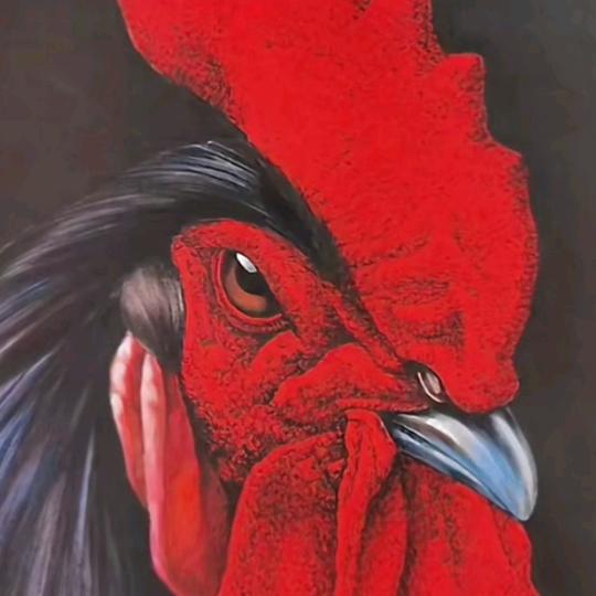 子牙新城溜达猪