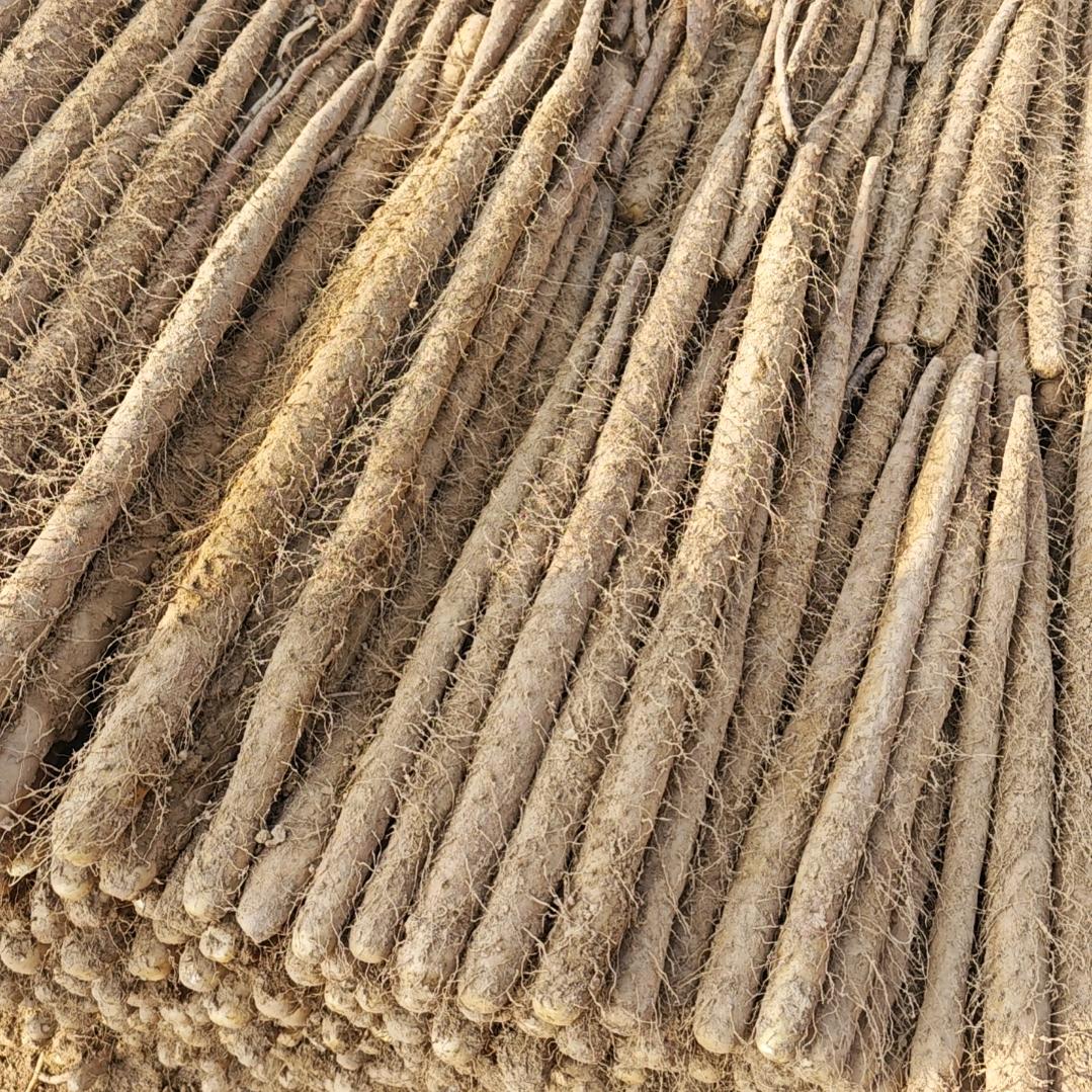 河南商丘农产品山药刘哥