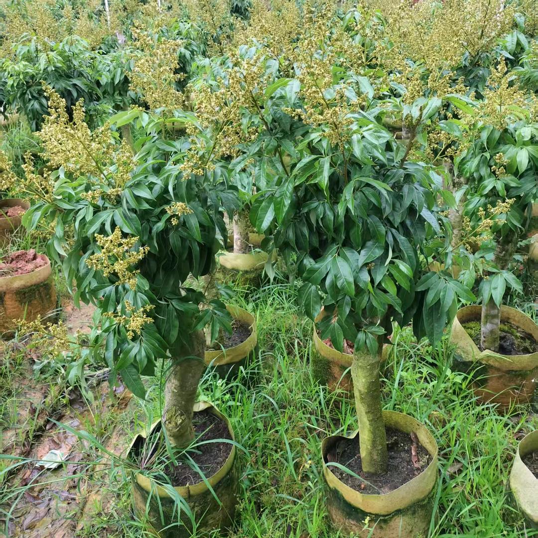 雀森溪薇果树苗木专卖店