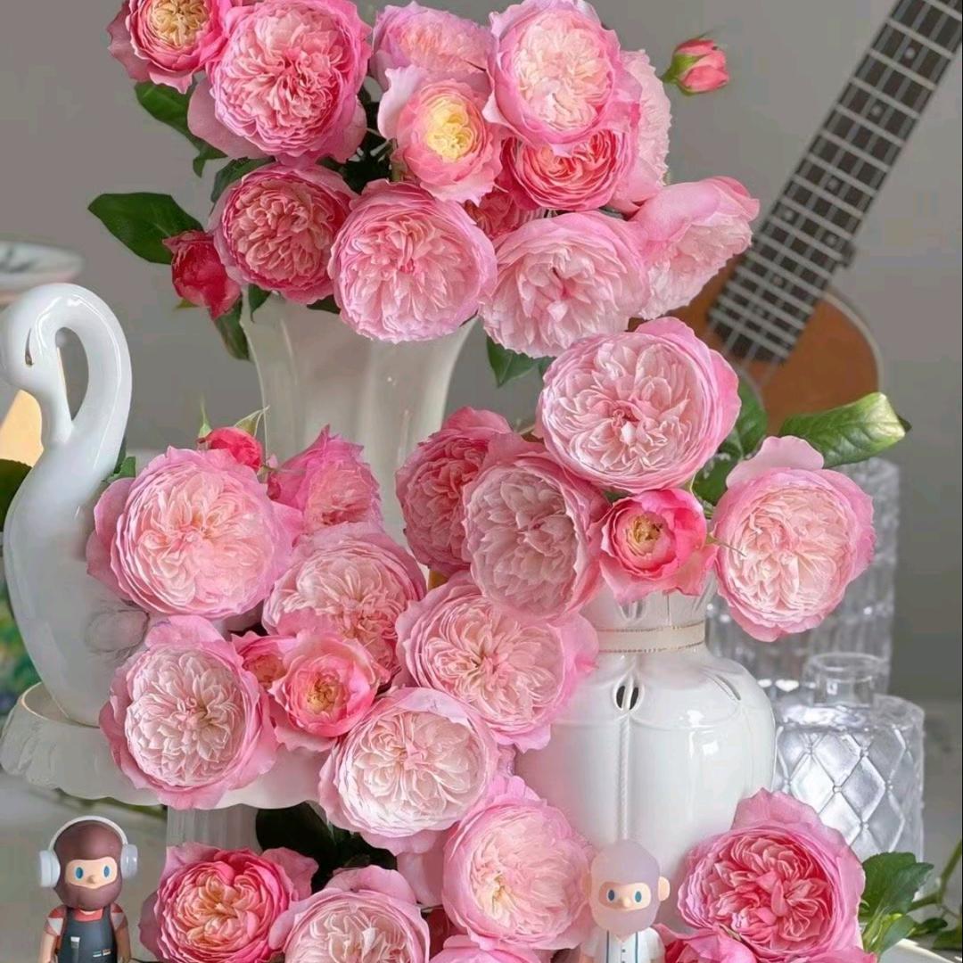 ❤️森林畔守一生