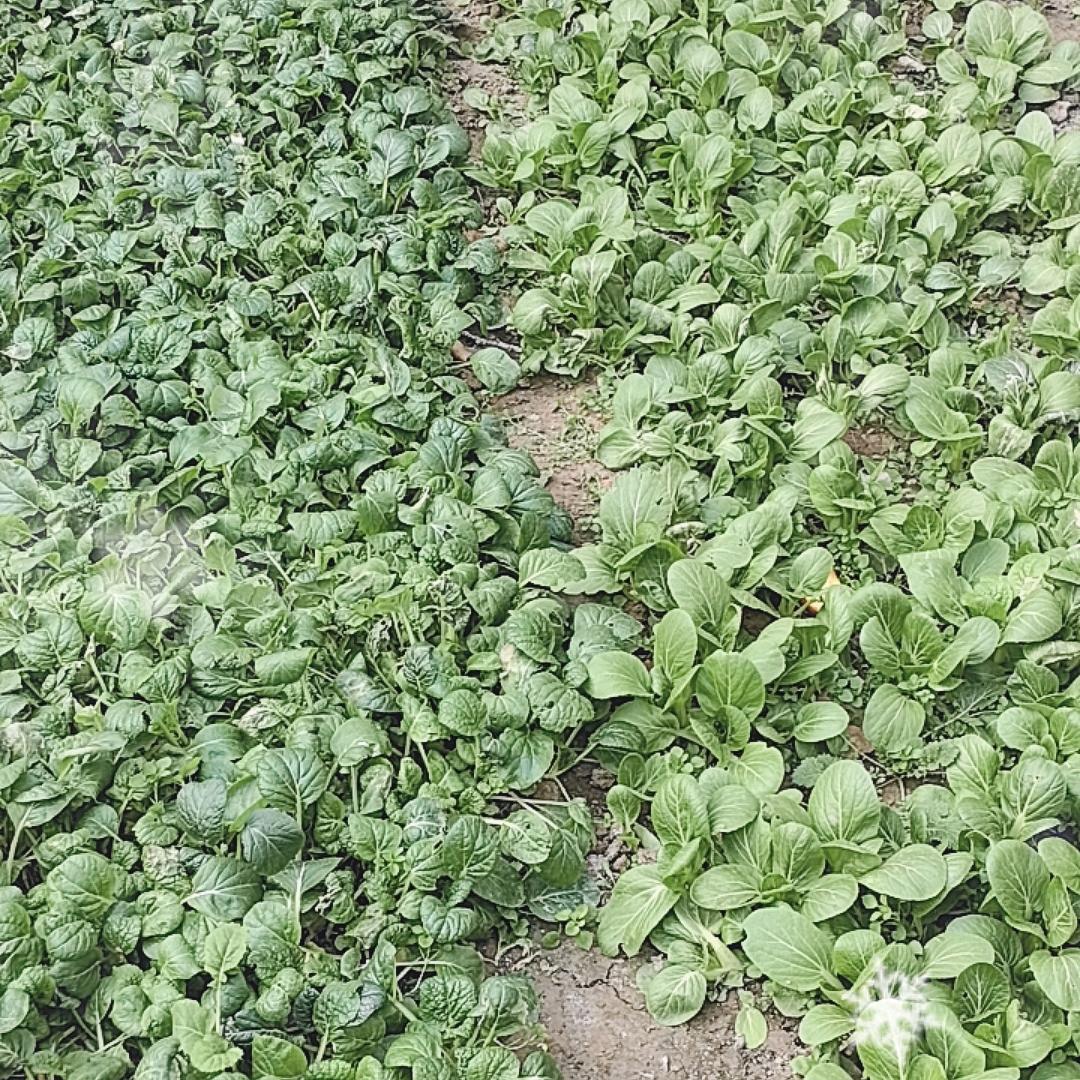 东风起百花开