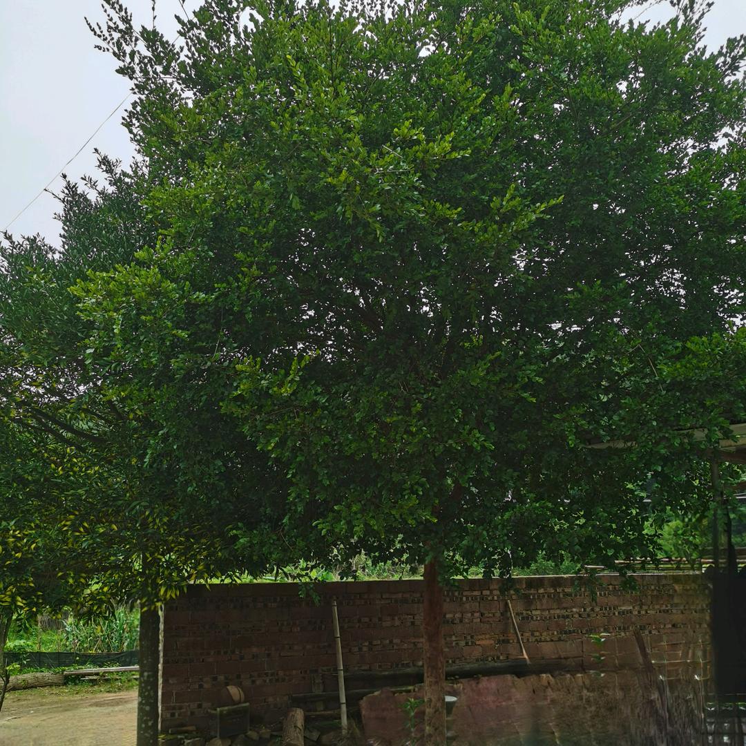 客家专产黄酒酿