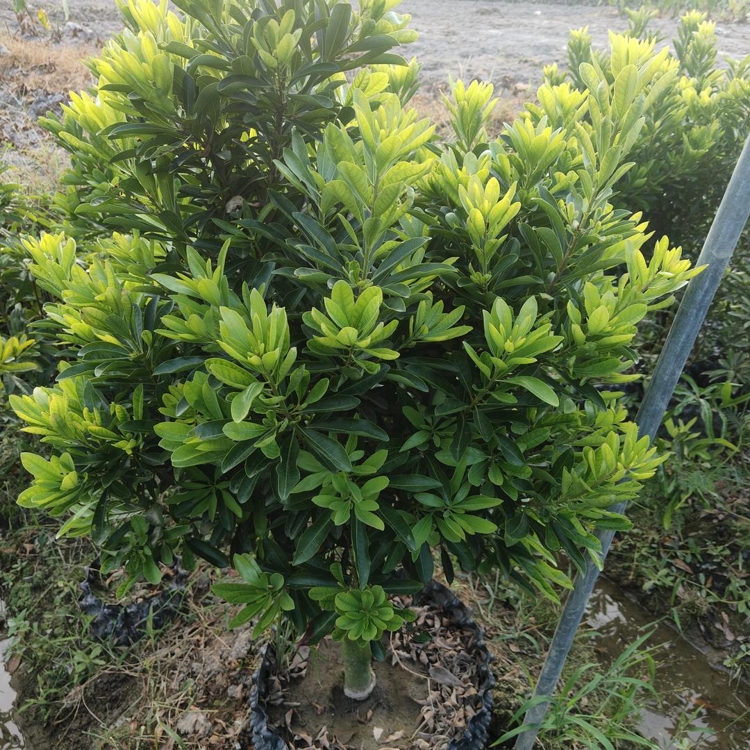 续念育苗