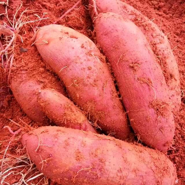 薄荷汤，家庭农场