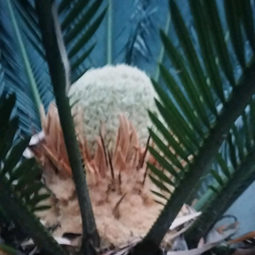 花哥