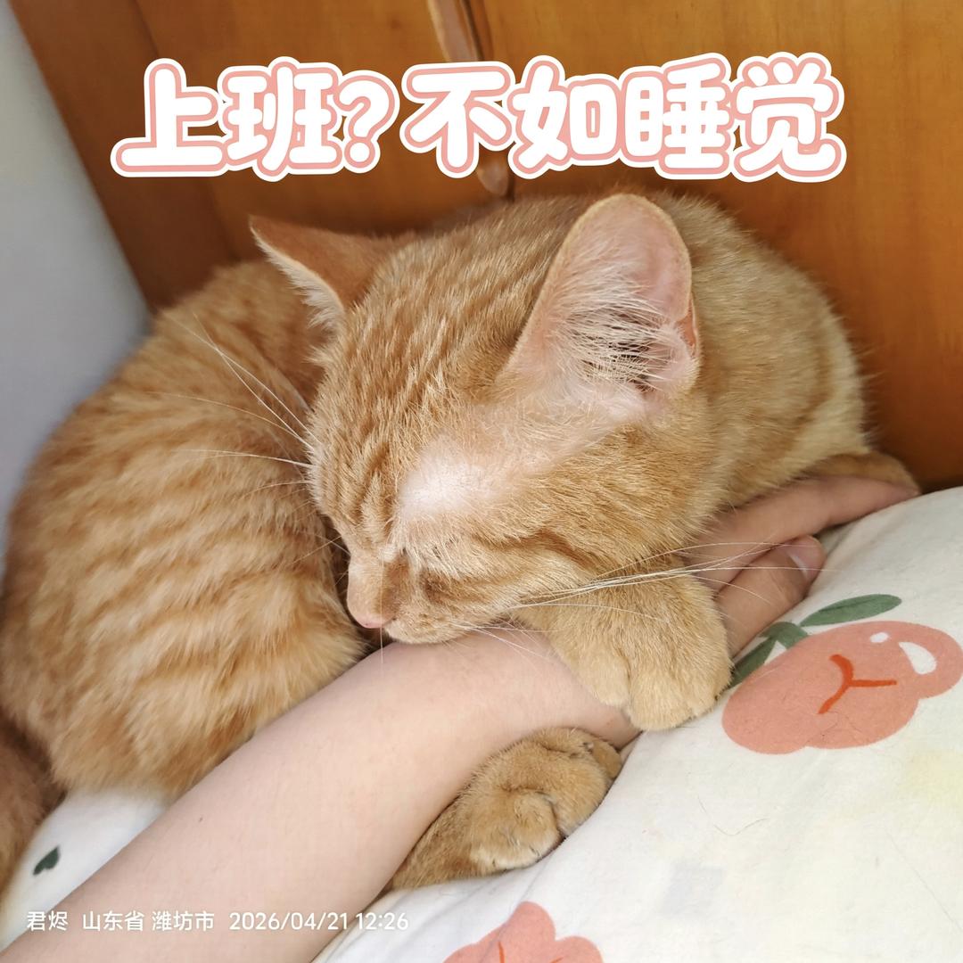 梨头像